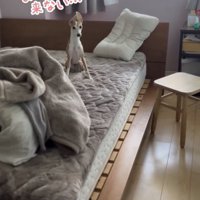 お耳モヒカン状態でパパを待ちます