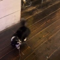 お兄さんを発見したオレオちゃん