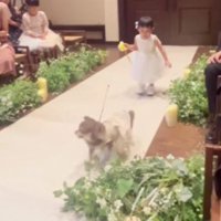 今度はわんこがダッシュ！