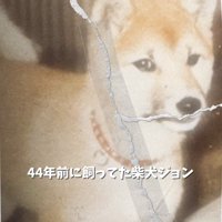 破れた犬の写真
