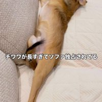体を伸ばす小型犬