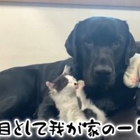 ムニくんと猫たちの尊い関係5