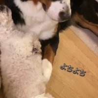 小型犬のお腹を前足で撫でる大型犬