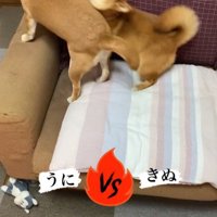 うにちゃん＆きぬ君の日常3