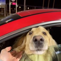 車の窓の隙間に顔を入れて顔が引っ張られている犬