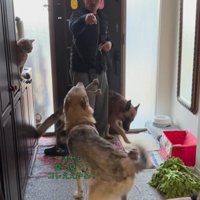 大型犬たちのお出迎え7