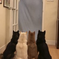大きな布の前に並ぶ4匹の犬