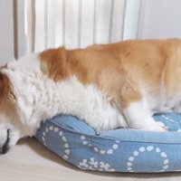 眠そうなはなちゃん