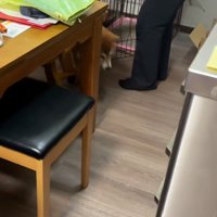 ケージから出てくるコムギックスさん