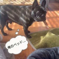 困ったドムくん