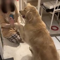 友人の手に前足を重ねる麹くん