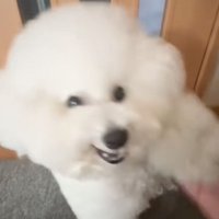 右足を差し出す犬