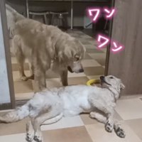 一瞬頭を上げたおはぎちゃん