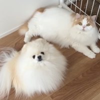 ハプニング発生時のポテチくんとレモンさん⑩