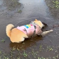 豪快