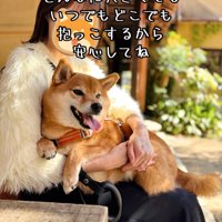 抱っこされる柴犬