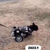 車いすで走るあずきちゃん