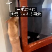 待ち構えているごぅちゃん