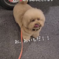 うれしそうに見上げる犬