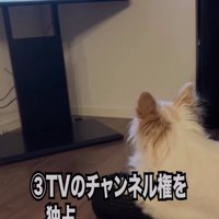 テレビを見る犬