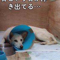 骨が浮き出るほどガリガリ