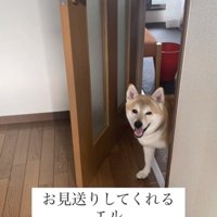 ドアの向こうから顔を出す犬