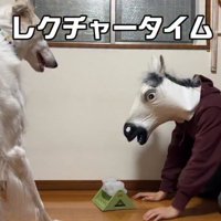 知育玩具の前に座る犬と飼い主