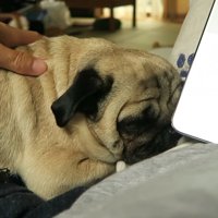 可愛さに負けてナデナデ…