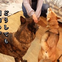 マメちゃんが警戒して吠えると…