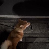 サイレン鳴ってる…