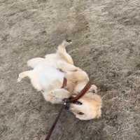 引きずられる犬