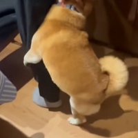 お父さんにしがみつくロンくん