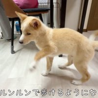 スキップをするように軽快に歩く子犬