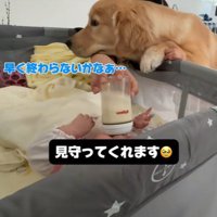 子育て中の家族とこてつ君の日常8