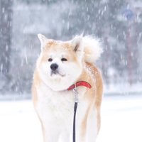 「おいで」と呼んでも動きません