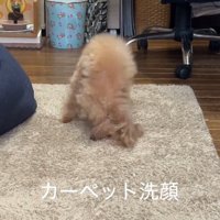 カーペットに顔をこすりつける犬