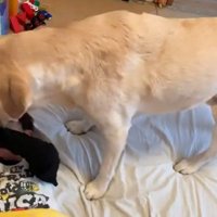 男の子を起こすバウくん8