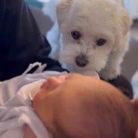 赤ちゃんに挨拶するエルくん