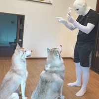 手懐けられる犬たち
