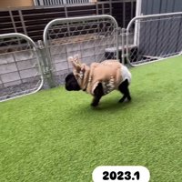 少し歩けるようになったあずきちゃん