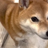 責めるようなお目目