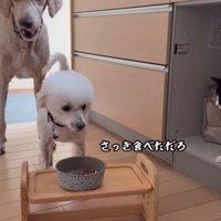 ご飯の横取りは欠かせない
