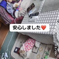 おばあちゃんと2匹の犬2