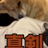 服をくわえる犬