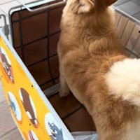 大型犬用カートに乗ってお買い物