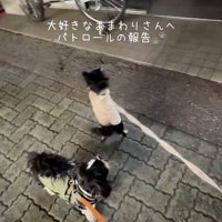 交番の前で立ち止まる犬たち