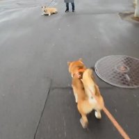 友達犬を見つけると…