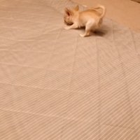 起き上がる犬