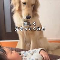 見下す大型犬