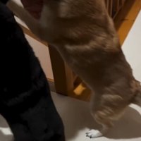 飛びつく犬